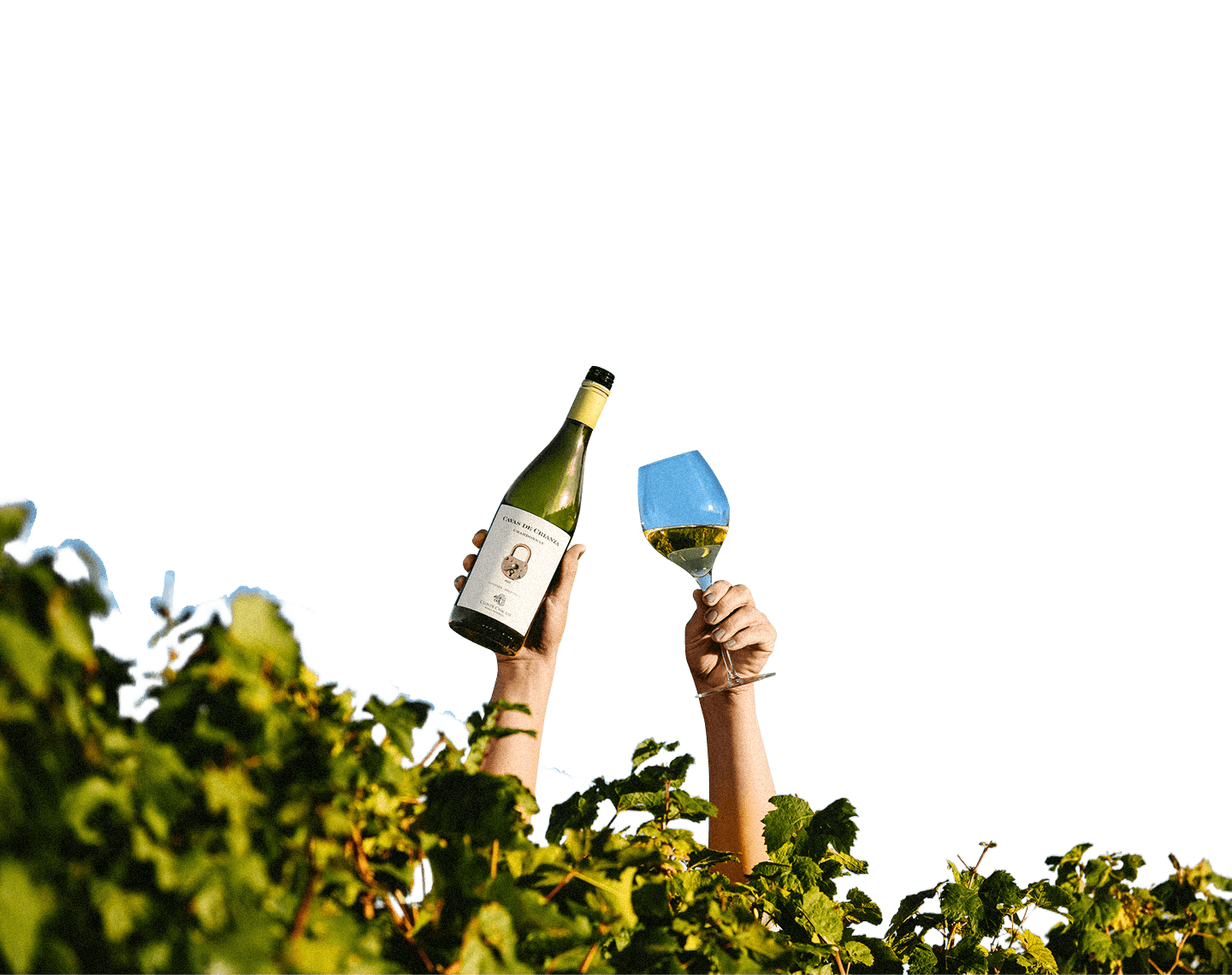 Botella de vino y copas de vino entre plantas